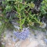 Campanula rumeliana 花