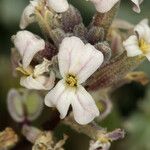 Dithyrea californica Květ