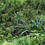 Acorus calamus Leaf