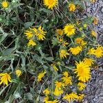 Grindelia integrifolia 葉