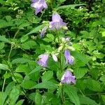 Campanula trachelium Kukka