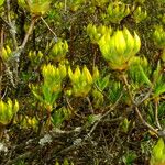 Rhododendron luteum Habitus