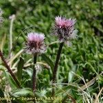 Erigeron neglectus Çiçek