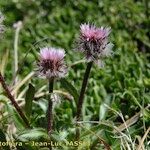 Erigeron neglectus 花