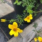 Bidens ferulifolia Кветка