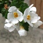 Sutera cordata Fula