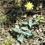 Hieracium glaucinum عادت داشتن