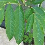 Leea guineensis पत्ता