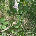 Campanula bononiensis Habit