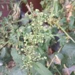 Chenopodiastrum hybridum 花