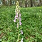 Aconitum septentrionaleFlors