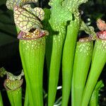 Sarracenia leucophylla 葉