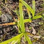 Scleria gaertneri 葉