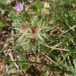 Trifolium stellatum Fleur