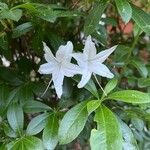 Rhododendron arborescens Λουλούδι