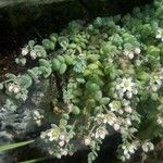 Sedum dasyphyllumЦветок