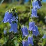 Campanula barbata 花