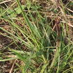 Cyperus niveus Φύλλο