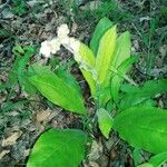 Andersonglossum virginianum Flower