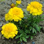 Tagetes erecta 花