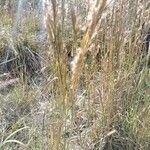 Andropogon bicornis Habit