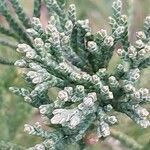 Juniperus chinensis Blatt