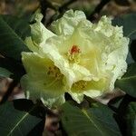Rhododendron lacteum Λουλούδι