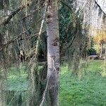 Picea breweriana Φλοιός
