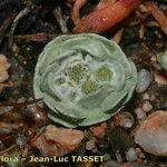 Filago tyrrhenica 形態