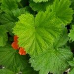 Geum coccineum Foglia