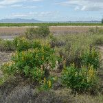 Crotalaria mitchellii Облик