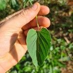 Jacquemontia tamnifolia Blatt