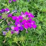 Glandularia tenera Flower