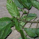 Alchornea laxiflora Leaf