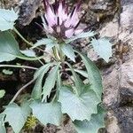Physoplexis comosa 花