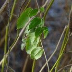 Senna occidentalis 葉