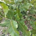 Curatella americana Fuelha