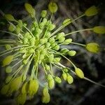 Allium flavum Kukka