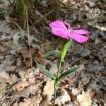 Dianthus balbisii Õis