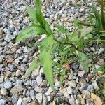 Persicaria lapathifolia Likasa