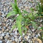 Persicaria lapathifolia Yaprak