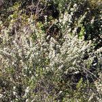 Ceanothus crassifolius Агульны выгляд