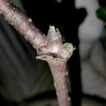 Mandevilla laxa Bark