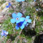 Eritrichium nanum Other