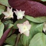Goeppertia roseopicta Flor