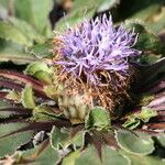 Carthamus rhaponticoides Flower