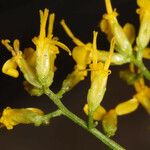 Gutierrezia microcephala Flor