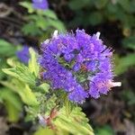 Caryopteris × clandonensisVirág