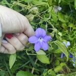 Browallia speciosa Blüte