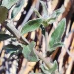 Monnina salicifolia Leaf